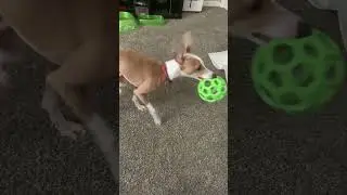 Dobby playing with ball