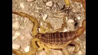 Gli scorpioni più forti al mondo
