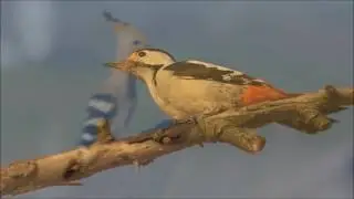 Türkiye'nin Kuşları - Kuşların Dünyası 2 - The World of Birds
