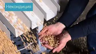 Калибровка гороха