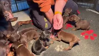 Puppies first meal with raw meat