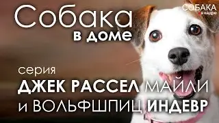Джек Рассел терьер и Немецкий вольфшпиц.