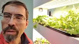 Гидропоника  Живая еда дома и в офисе  Круглый год  И главное без хлопот