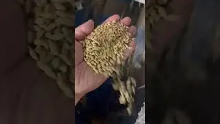 видео от клиента из Казахстана, Зерноочистительный сепаратор САД 10 с нориями и шнековым погрузчиком