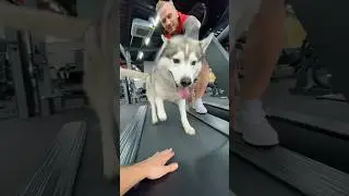 Лайфхак! ХАСКИ НА БЕГОВОЙ ДОРОЖКЕ!