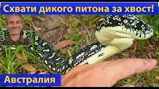 Страшные змеи Австралии. Или не страшные? (видео 412)