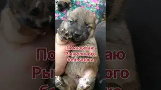 Вы только посмотрите на Рыжулино потомство!