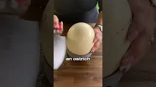 🥚actual size ostrich egg❗️