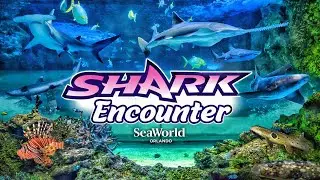 Zoo Tours: DINE-WITH-SHARKS! Shark Encounter | SeaWorld Orlando