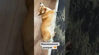 Собачья жизнь🤍