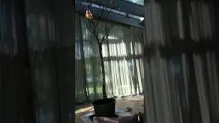 mh