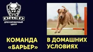 Как в домашних условиях обучить собаку команде 