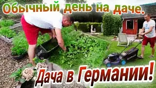 Косим газон и сразу же мульчируем грядки!