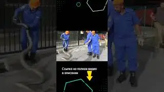 Нашествие Миллионов Змеи на Австралию 