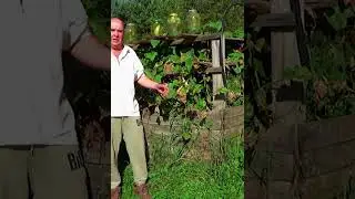 Сад и огород.Самый лучший мини-парник который придумала бабушка  