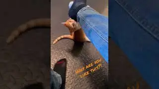 Fight Foot Feline!  
