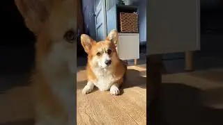Собачья жизнь🤍