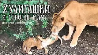 ЛЬВЯТА_ ХУЛИГАШКИ и СТРОГАЯ МАМА. Львы. Зоопарк «Сказка». Life of lions