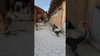 The look on his face! 😆🐎🐓 