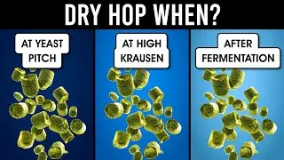 When Should You Dry Hop? | exBEERiments