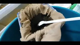 Получение эфипий Дафнии! Еще один эксперимент!