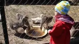 Ясмин деревенская девчонка и гуси,гуси 