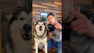 СОБАКА ЧИТАЕТ ТВОИ МЫСЛИ 😳