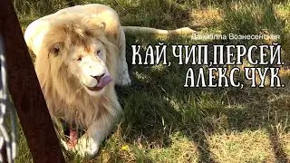 Лев КАЙ хочет драки ...ЧУК.  ПЕРСЕЙ увёл даму. ЧИП, АЛЕКС. Тайган. Life of lions.Taigan.