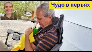 Лучший друг человека. (видео 652)