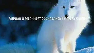 Леди Баг и Супер Кот,,Свадьбы не будет