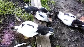 Три утенка.