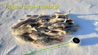 Бешенный клев окуня. Озеро Сунгуль. Хотел половить плотву, а надубасил окуня....