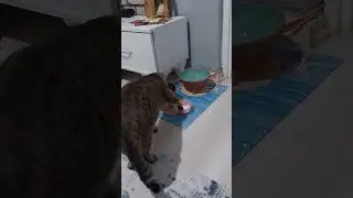 elle yogurt yoyen kedi 
