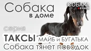 Такса. Собака тянет поводок. Собака в доме.