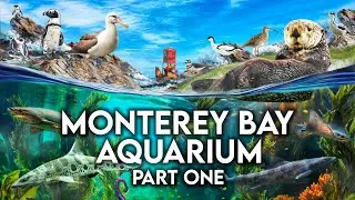 Zoo Tours: Monterey Bay Aquarium | PART ONE