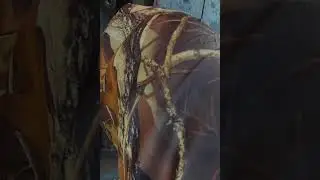Удивительный жор диких селигерских раков.Открытие сезона .