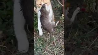 Кот выживальщик 