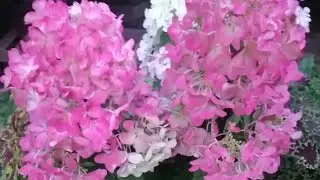 Гортензия метельчатая - Даймонд Руж!!!🌺