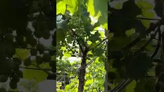 Руби роман 🍇 япония ☎️+998911230550